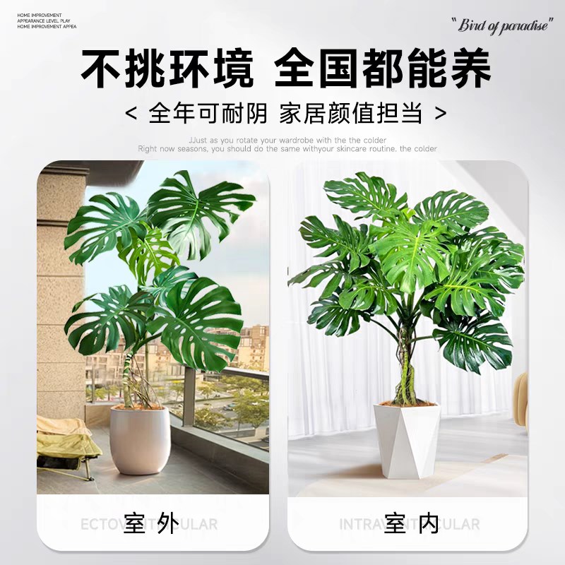 龟背竹老桩盆栽家里绿植客厅落地四季常青真花好养办公室内植物