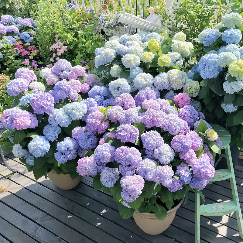 高档花卉绣球花苗盆栽无尽夏阳台庭院别墅花园植物多年生四季耐寒