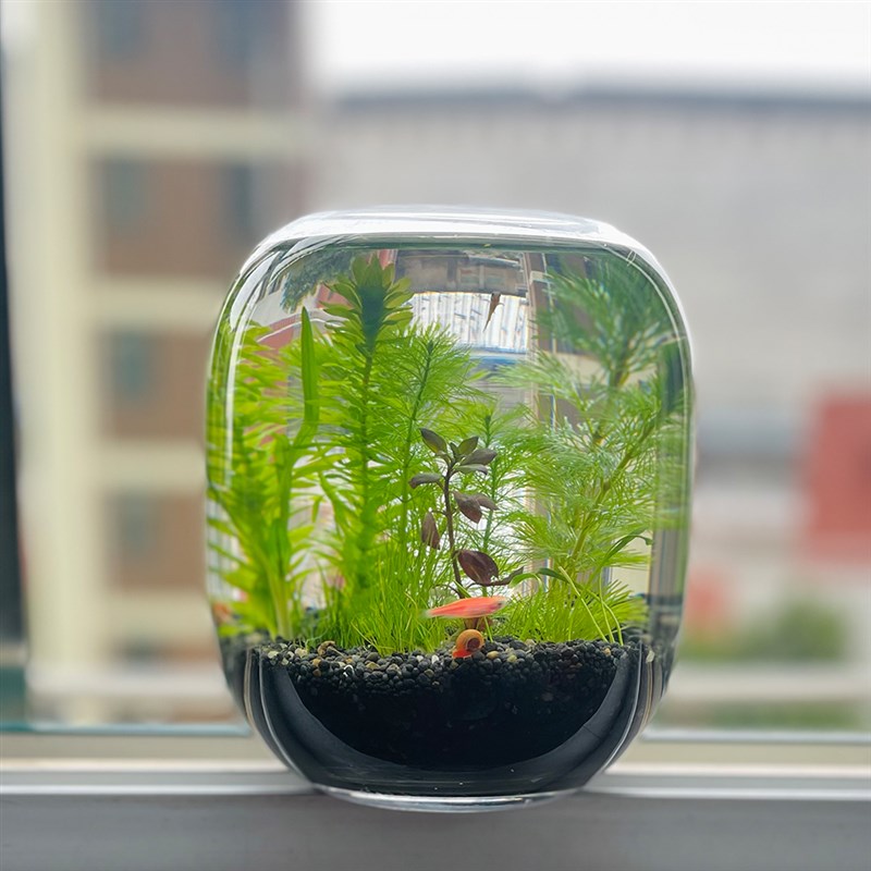 生态瓶微景观鱼小型小鱼缸桌面造景观赏鱼虾diy创意礼物生态鱼缸