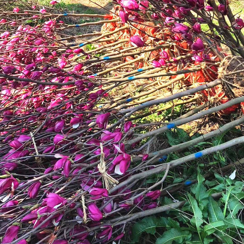 耐寒玉兰花树苗带花苞红白紫玉兰树室外庭院种植花卉盆栽绿化大树图片