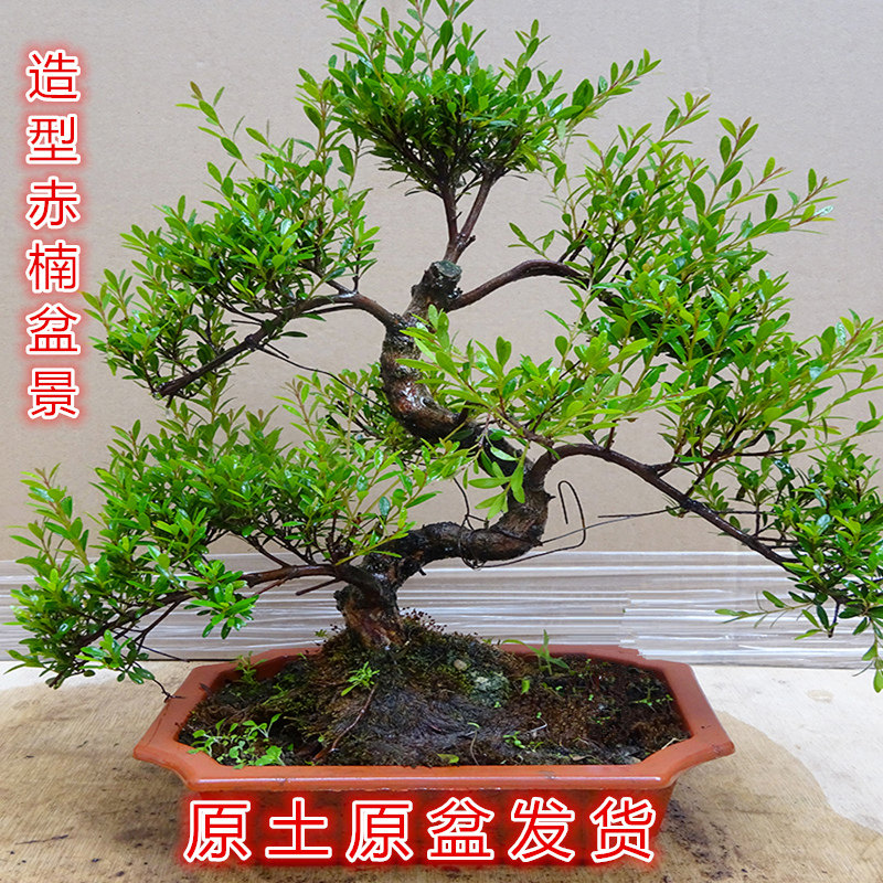 名贵小叶赤楠盆景S造型盆栽  瓜子三叶红芽赤楠老桩木本绿植花卉