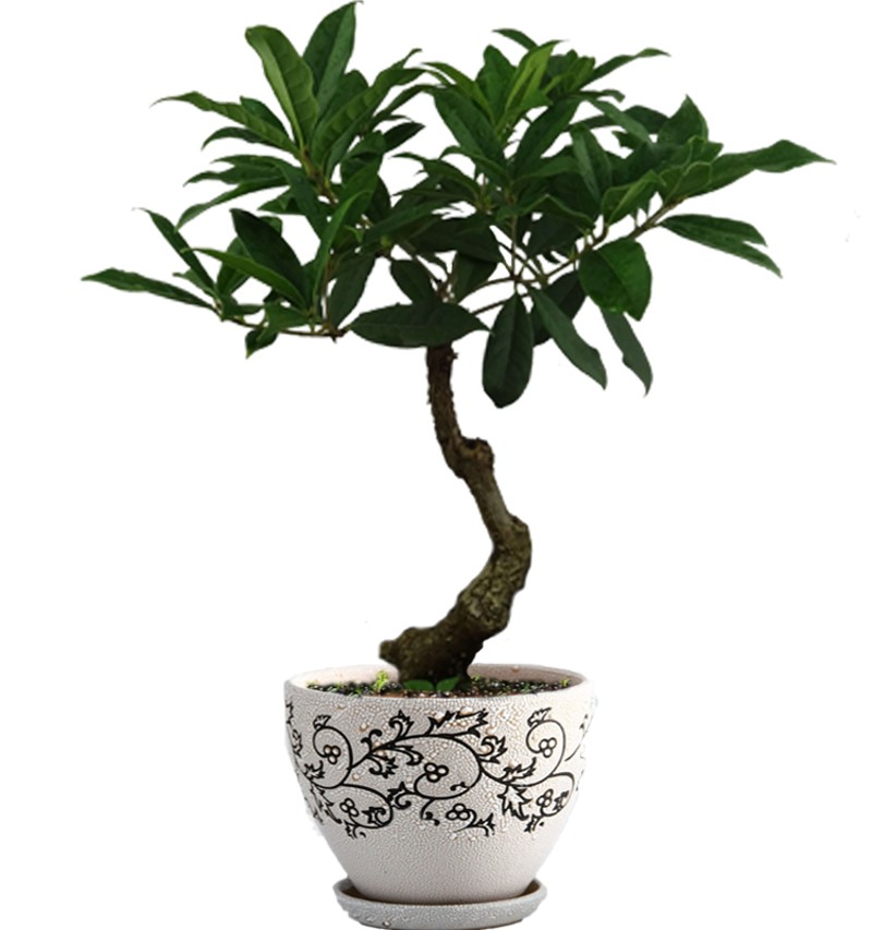 精品日香桂花盆景盆栽树苗一物一拍室内办公桌四季桂流苏嫁接老桩