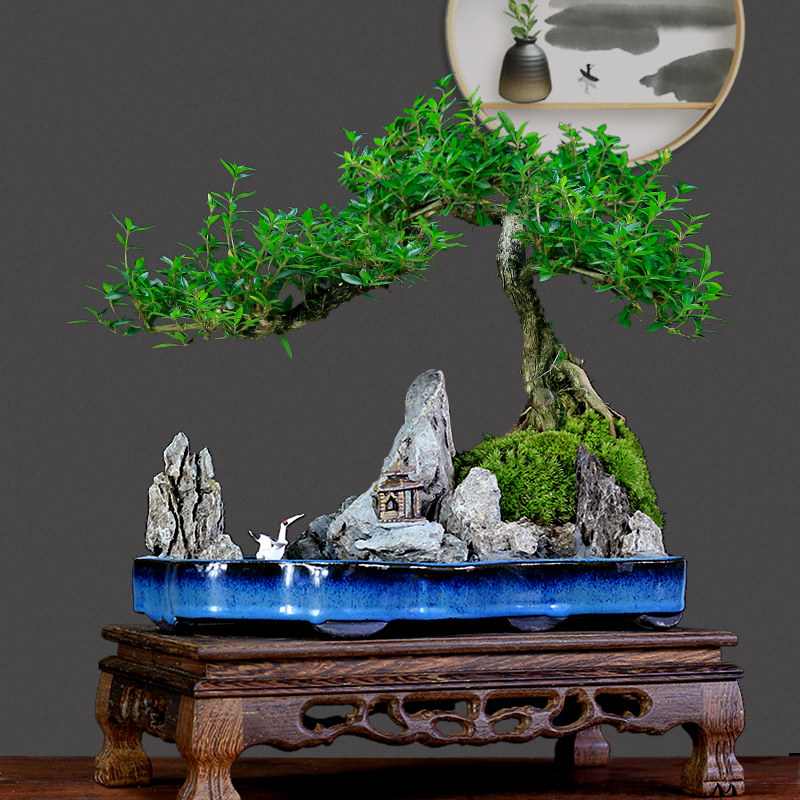 六月雪盆景植物提根造型老桩悬崖式创意山水盆景树桩室内绿植盆栽