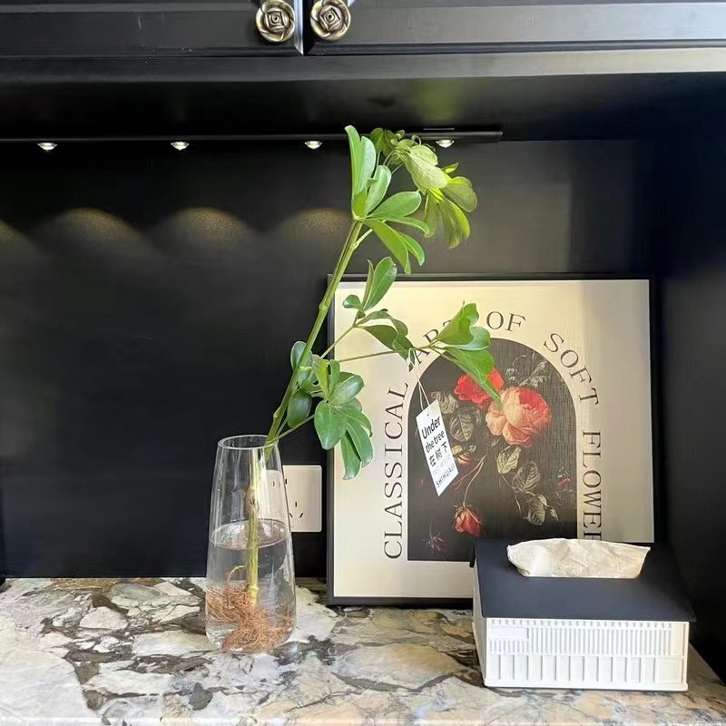 水培植物鸭脚木七叶莲四季常青室内花卉发财树绿植盆栽八方来财
