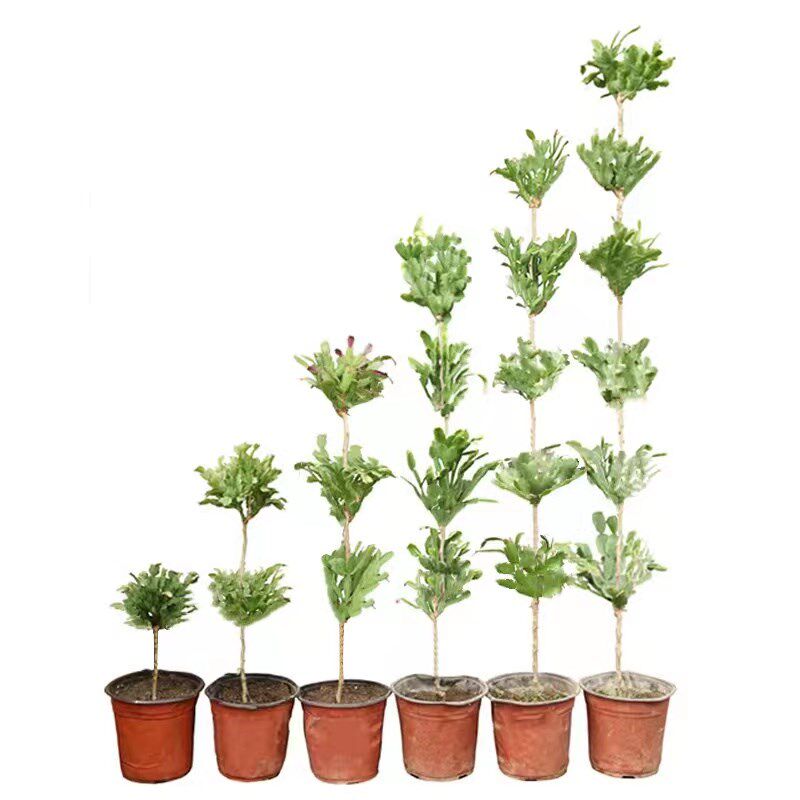 叶仙嫁接蟹爪兰稀有进口多层指成品假昙花螃蟹爪莲多色木麒麟仙人