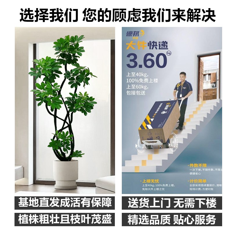 造型鸭脚木客厅大盆栽鸭掌木鹅掌柴室内落地式大型四季常青绿植物