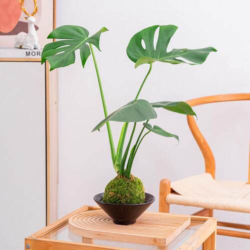 大叶龟背竹苔藓球室内造型桌面好养常青绿植盆栽水培苔藓球