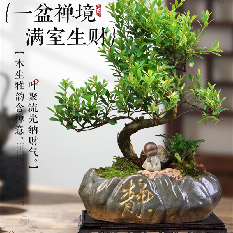 小叶赤楠造型盆景绿植金丝楠木盆栽客厅中式室内桌面好养植物好养