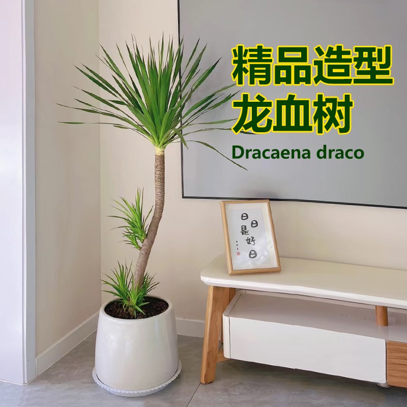 龙血树客厅绿植龙须树龙铁树客厅绿植室内大型高级感植物造型盆栽