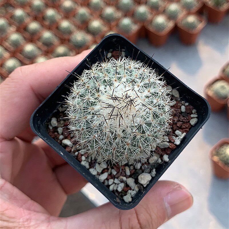 赤花美针玉仙人球实生娇丽属开花仙人掌多肉植物盆栽室内精品盆景