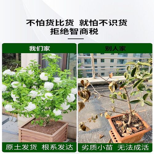 中华木绣球大花斗球欧洲玫瑰木绣球白麻球苗别墅耐寒耐热风景树苗