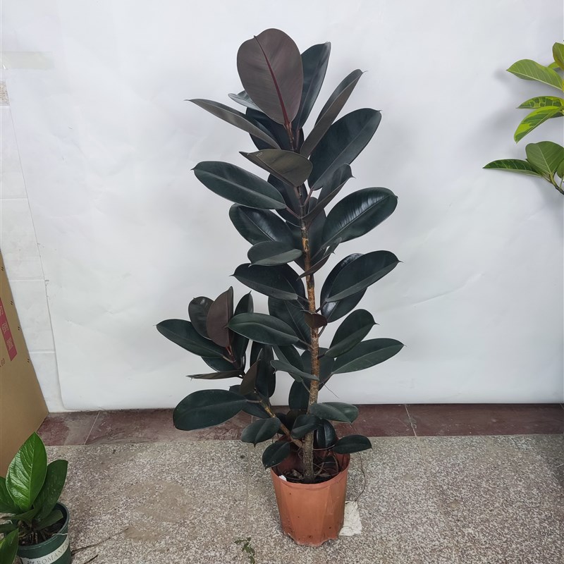 黑金刚橡皮树盆栽花盆苗客厅室内绿叶大叶大型绿植植物净化空气