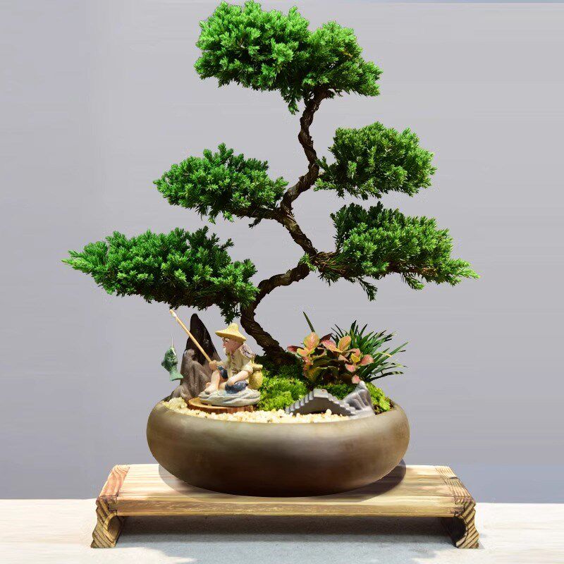 真柏盆栽室内办公室开业绿植迎客松造型茶桌绿植盆景真树桌面摆件