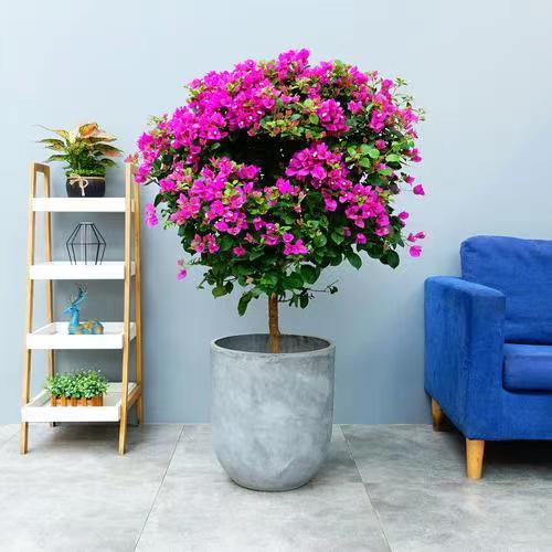 重瓣三角梅带花盆栽室内外阳台植物庭院爬藤花卉盆景老桩四季开花