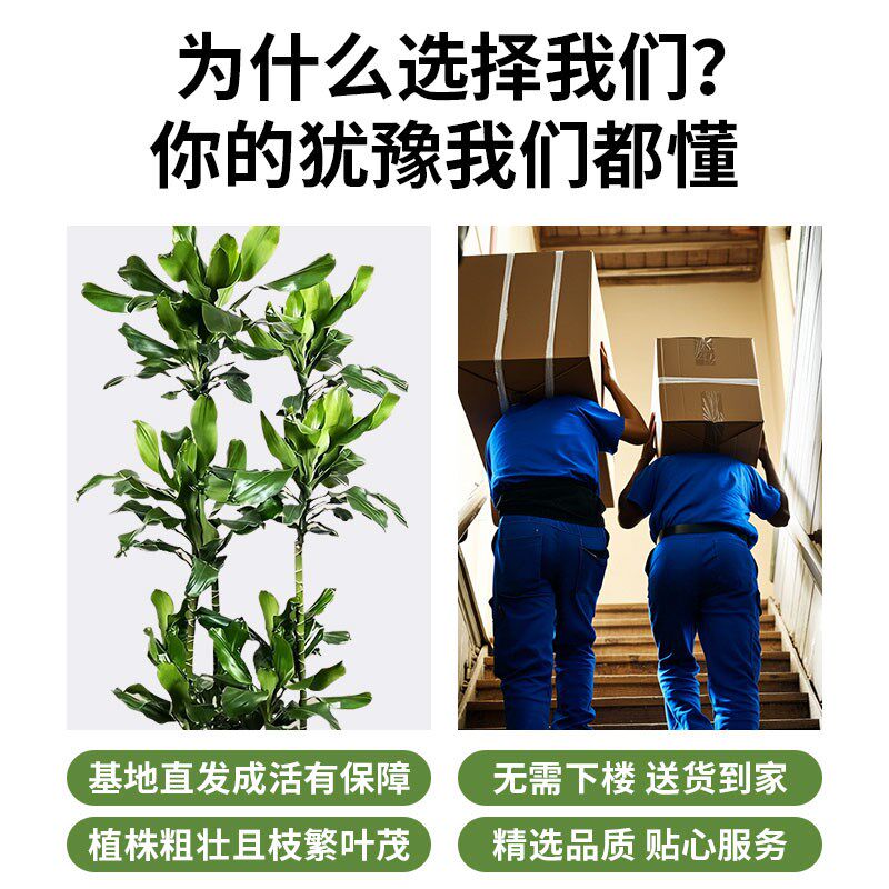 螺纹铁植物大盆栽轻奢室内大型落地绿植客厅开业乔迁绿色好养真花