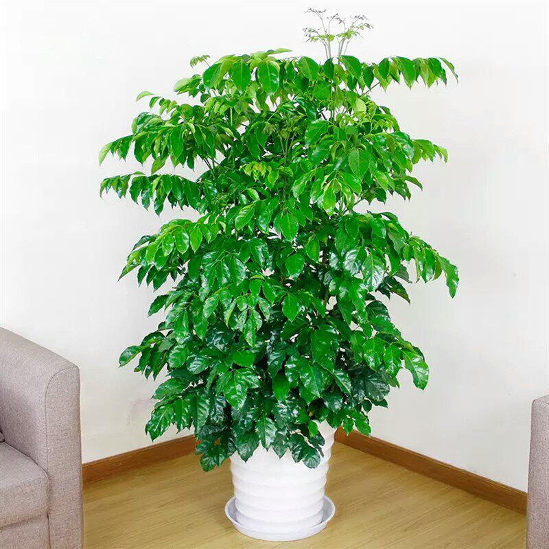 绿宝幸福树招财盆栽大型树桩多杆客厅室内观叶乔迁无锡绿植物同城