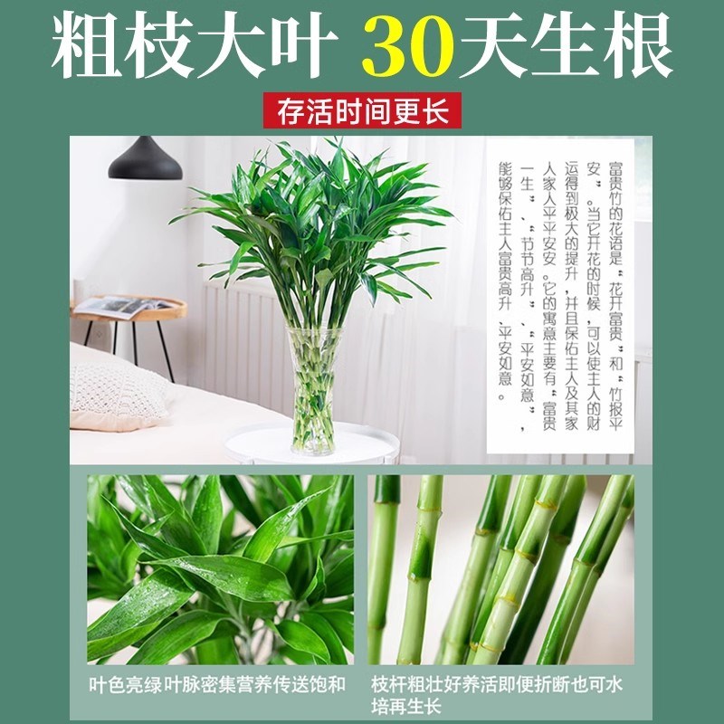 富贵竹水培植物客厅招财花卉绿植室内盆栽观音竹带根转运竹发财竹