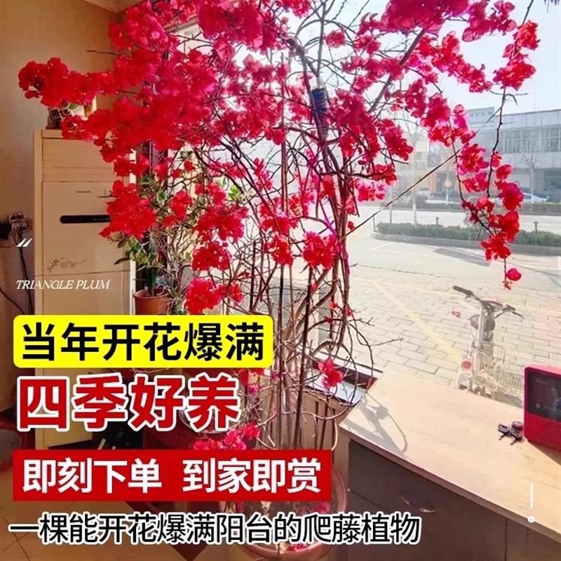三角梅花苗带花四季开花爬藤植物盆栽重瓣老树桩庭院阳台易活花卉