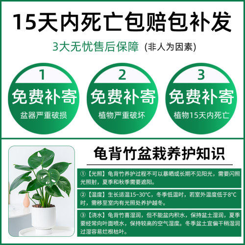 龟背竹大型盆栽好养北欧ins绿植室内客厅净化空气吸甲醛观叶植物