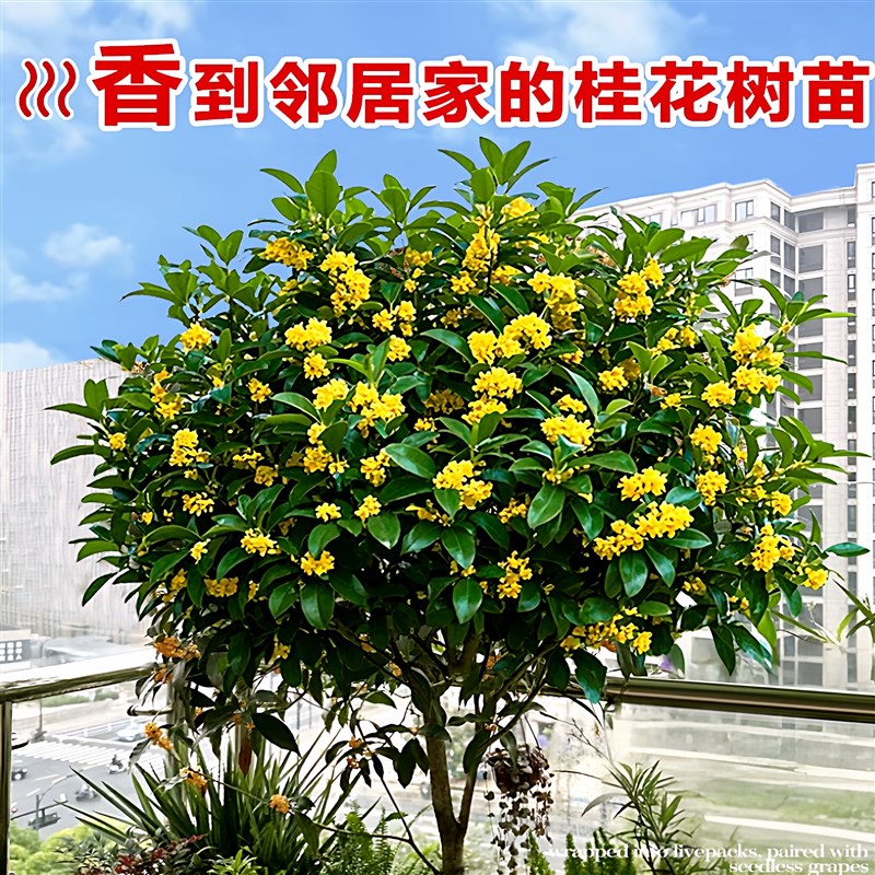 原生桂花树苗大树北方耐寒植物庭院地栽浓香型金桂丹桂四季桂盆栽