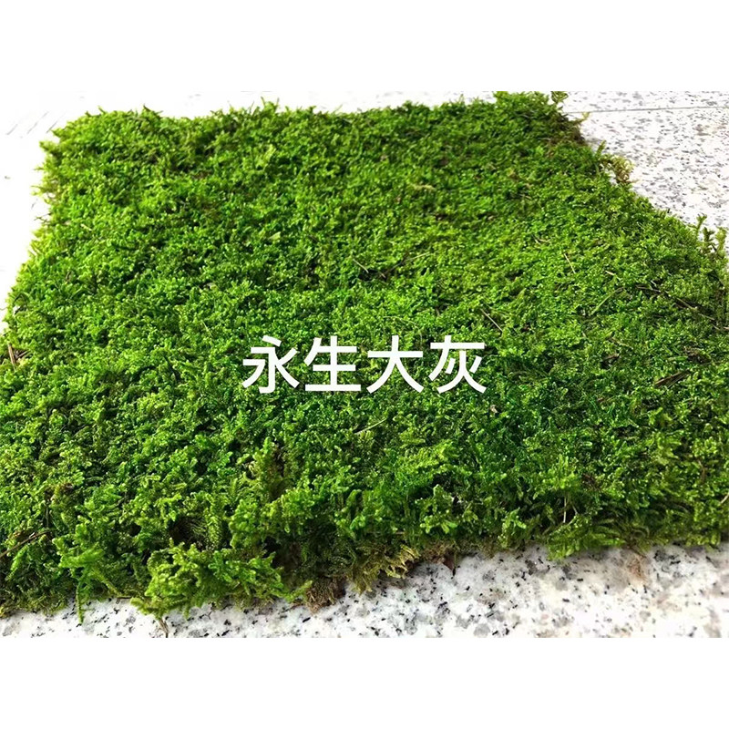 永生苔藓白发大灰藓植物墙面装饰青苔绿植仿生枯山水室内景观造景