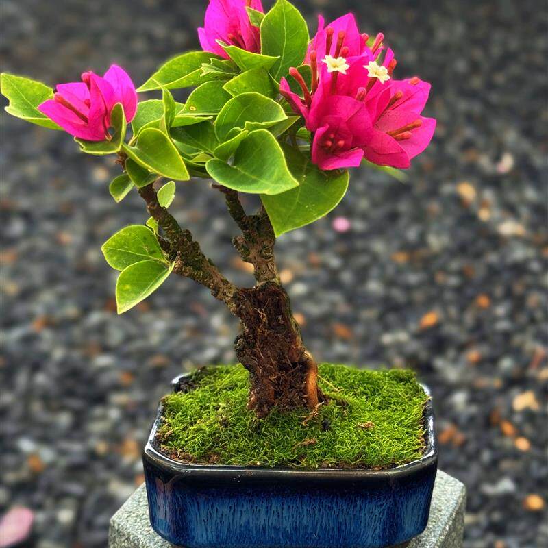 精品塔紫小桃红小老桩三角梅盆景小茶宠摆件