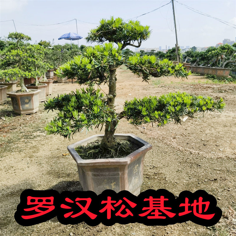 精品罗汉松树苗盆景老桩造型盆栽绿花卉植物办公室内客厅庭院好养