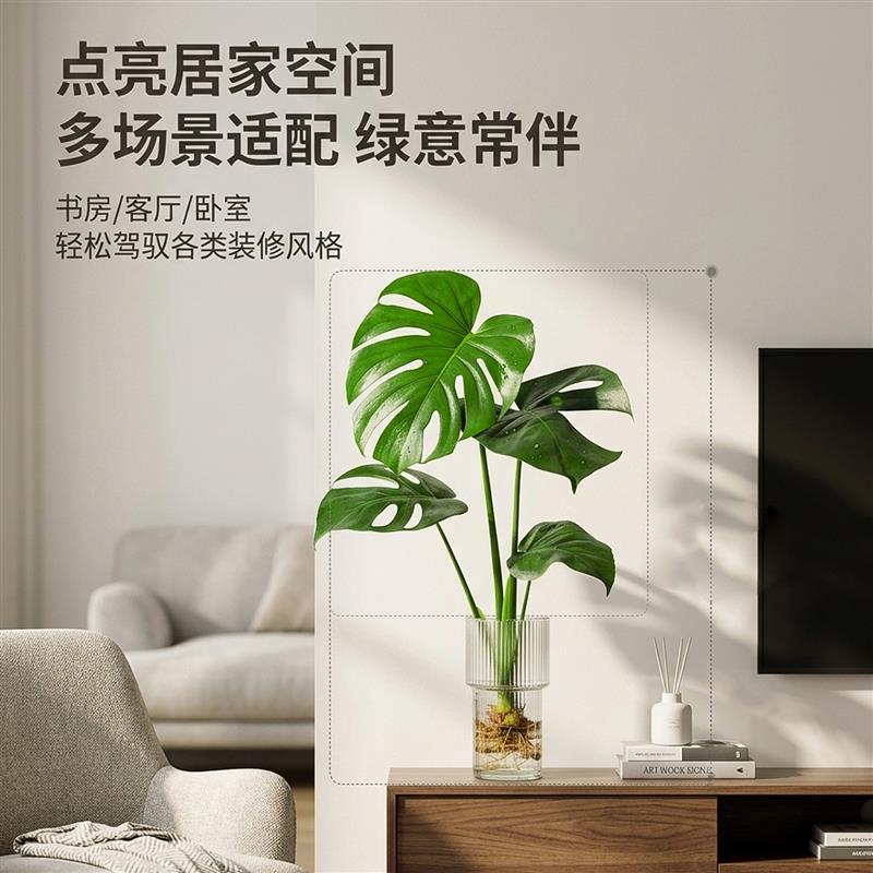 龟背芋盆栽室内桌面水培绿植净化空气懒人好养观叶植物简约风盆景