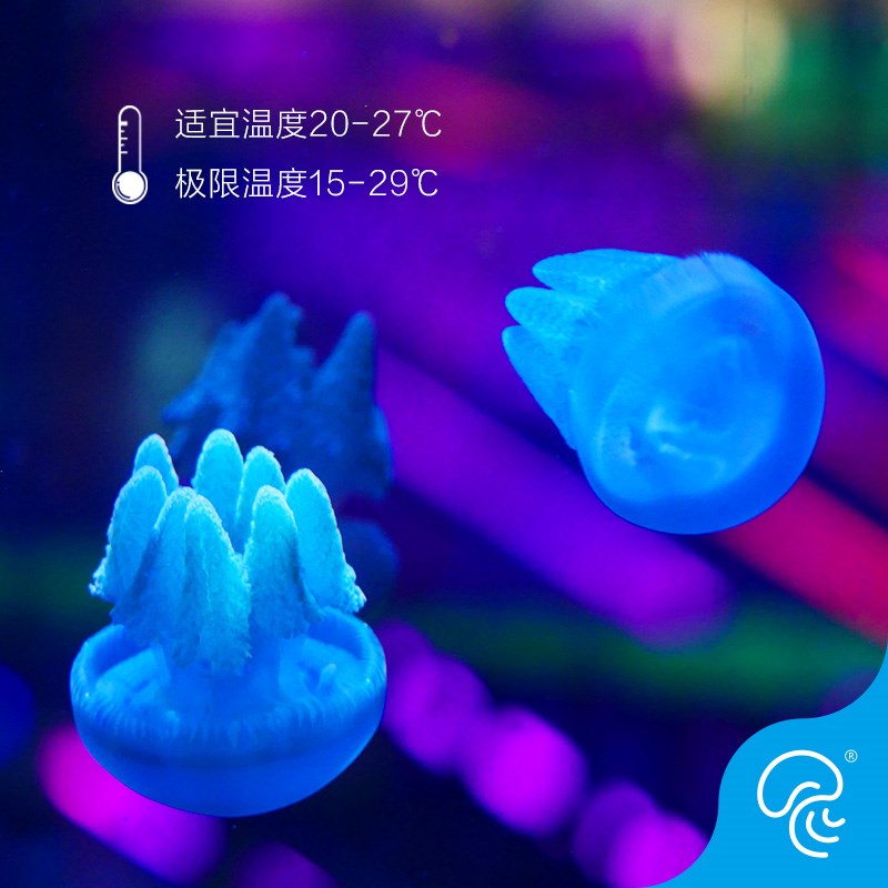 彩色炮弹水母活体果冻蓝环观赏珍珠水母宠物海水观赏鱼萌宠蓝白色