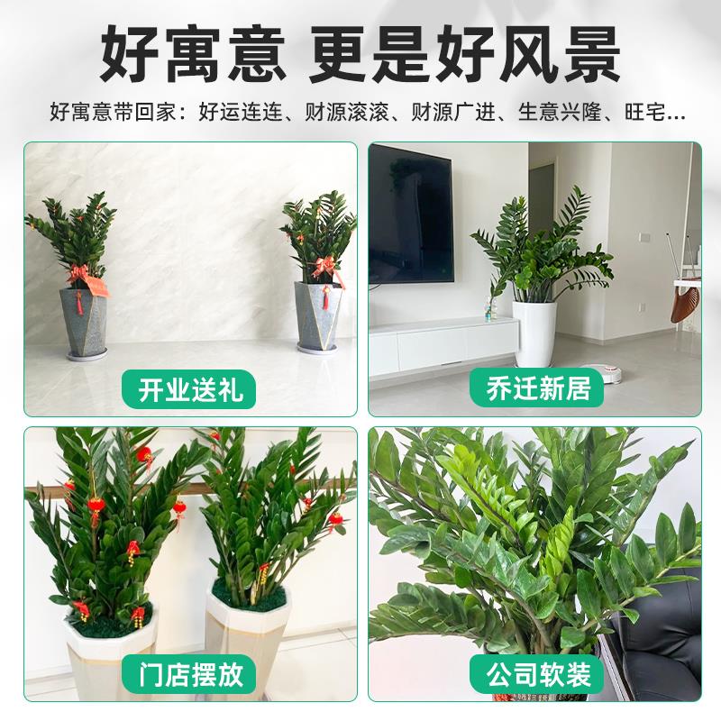 金钱树盆栽客厅大花盆旺宅树办公室内大型好养绿植物乔迁摇钱串子