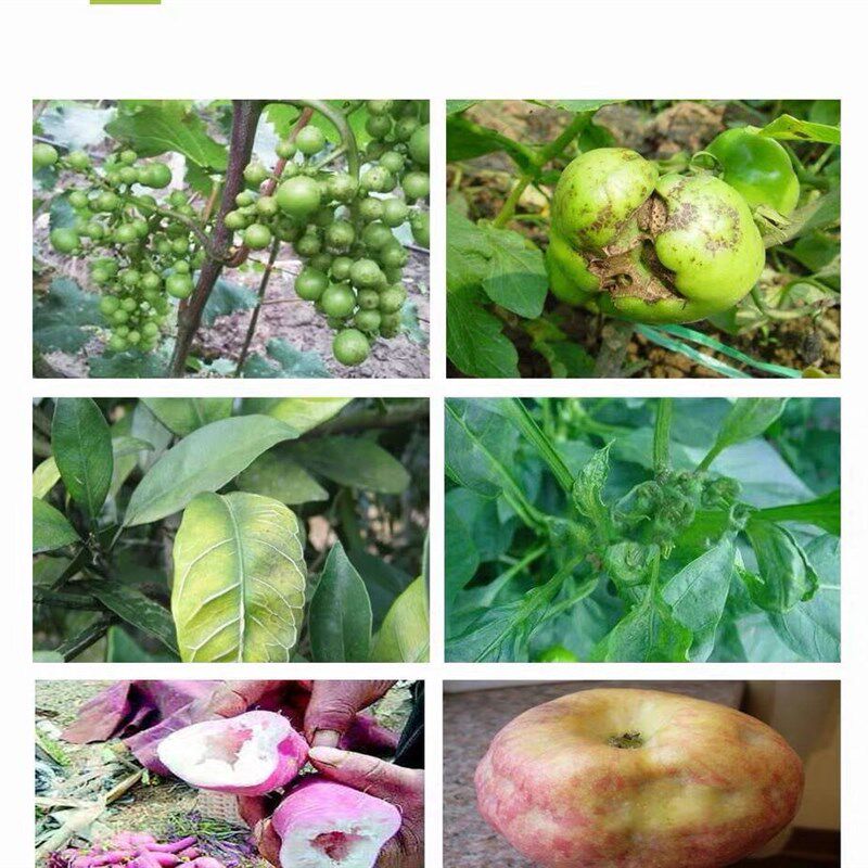 流体硼肥硼砂水溶肥中微量元素肥叶面肥果树蔬菜通用肥液体硼肥料