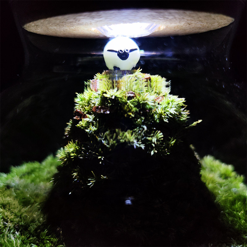 青苔藓微景观生态瓶闷养鲜活植物成品室内桌面好养活趣味礼物