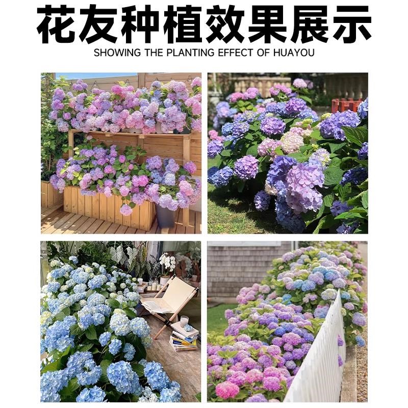 绣球花苗四季开花无尽夏大盆栽带花苞好养冬季耐寒花卉植物室内花