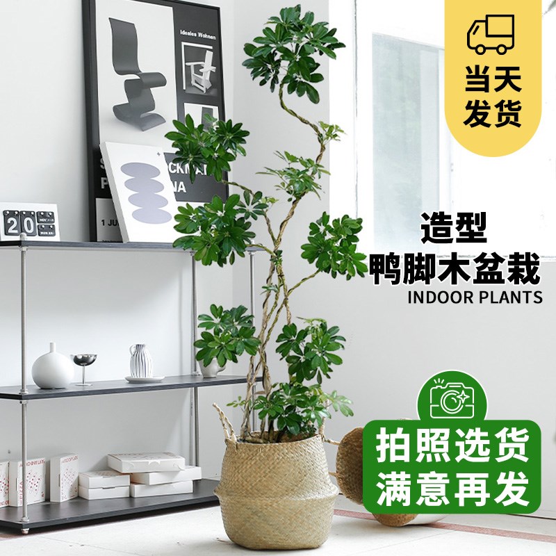 造型鸭脚木客厅大盆栽鸭掌木绿植高级感大型盆景盆栽吸甲醛可选货