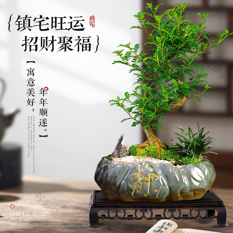 造型清香胡椒木盆景室内植物摆件中式茶室办公室阳台绿植送礼盆栽