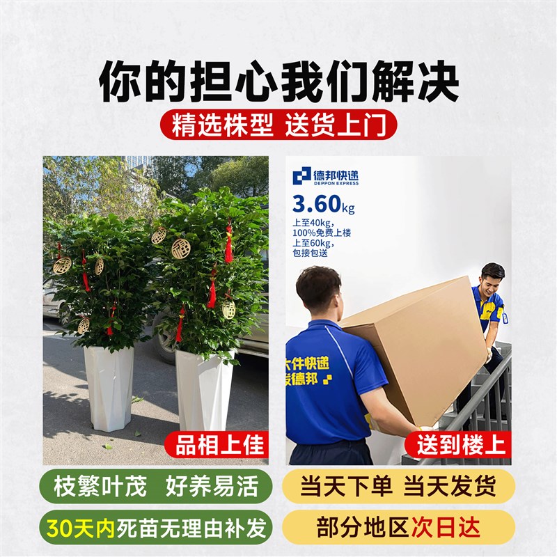 幸福树客厅盆栽大型绿植平安树老桩室内吸甲醛绿宝小叶丛生树苗禄