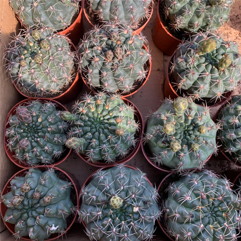 菲花玉绯花玉带花苞套餐超大颗室内开花仙人球类多肉植物盆栽组合图片