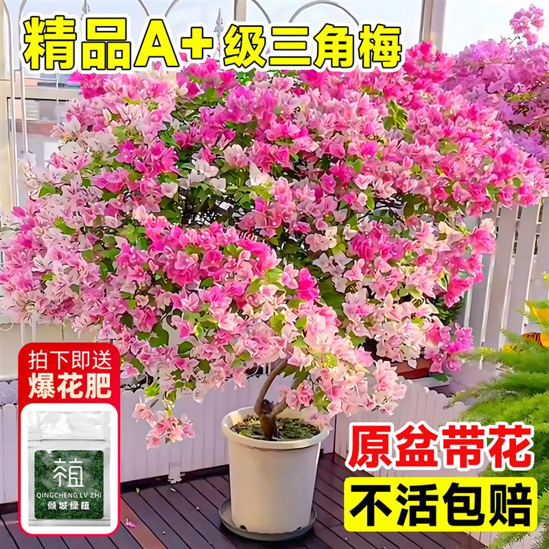 三角梅老桩树苗盆栽带花苞漳红绿樱三角梅大苗室内四季爆肥卉绿植