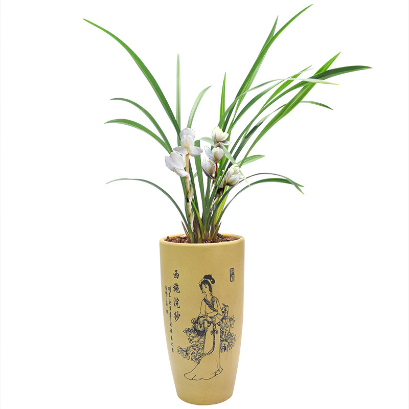 兰花盆栽植物室内春兰素冠荷鼎带花苞浓香庭院阳台客厅名贵兰花苗