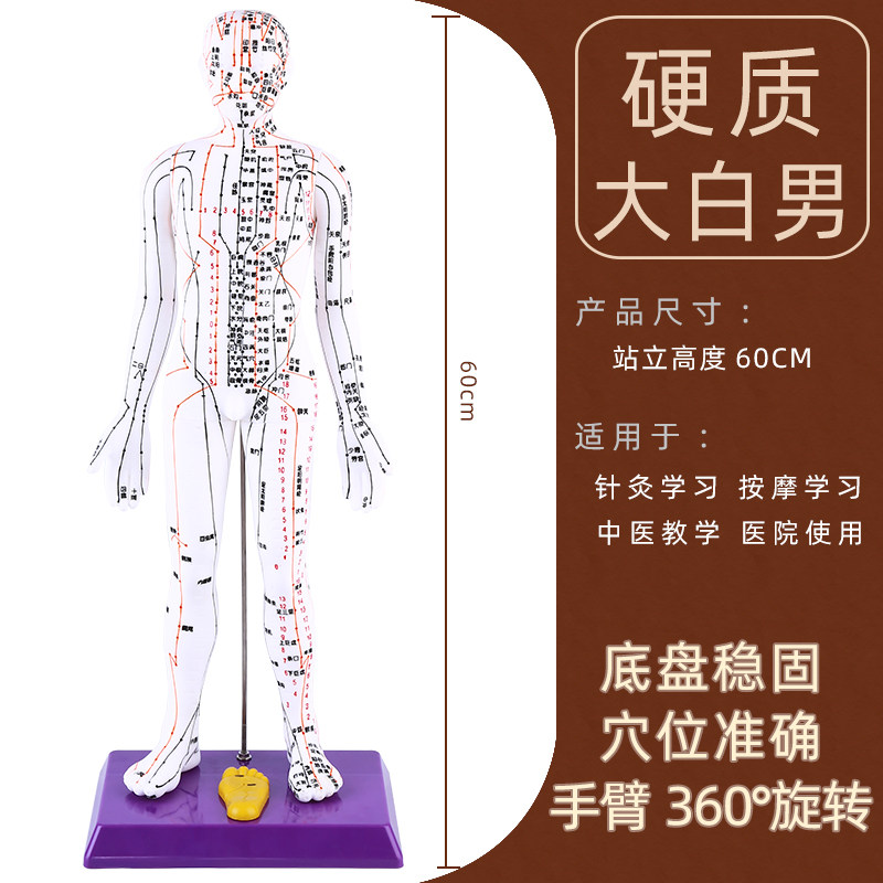 针灸人体模型 经络人体穴位模型 扎针练习小皮人人体经络穴位图