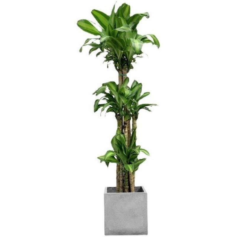 大型巴西木绿植盆栽室内客厅净化空气观叶花卉幸运木常绿植物