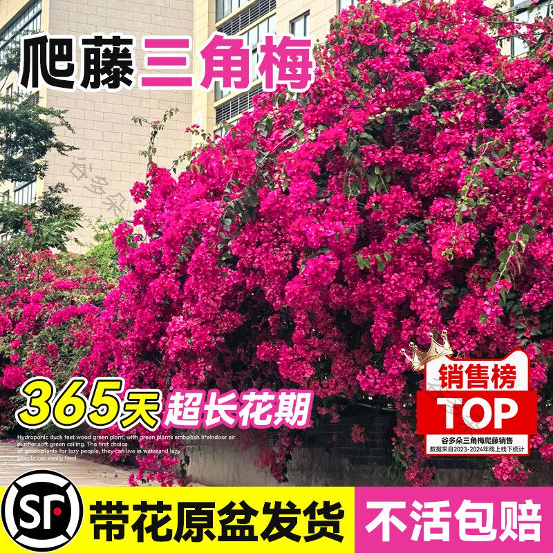 爬藤三角梅盆栽绿樱红樱老桩带花发货阳台庭院花卉蔷薇月季绿植物