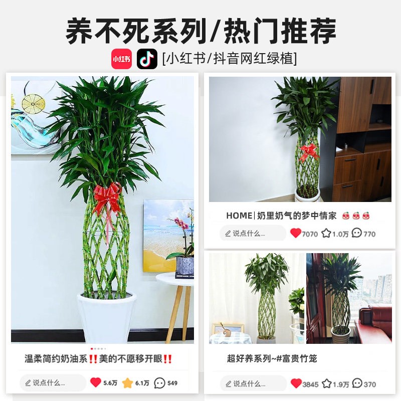 富贵竹笼盆栽客厅大型绿植室内编制造型盆景大棵真树乔迁开业送礼