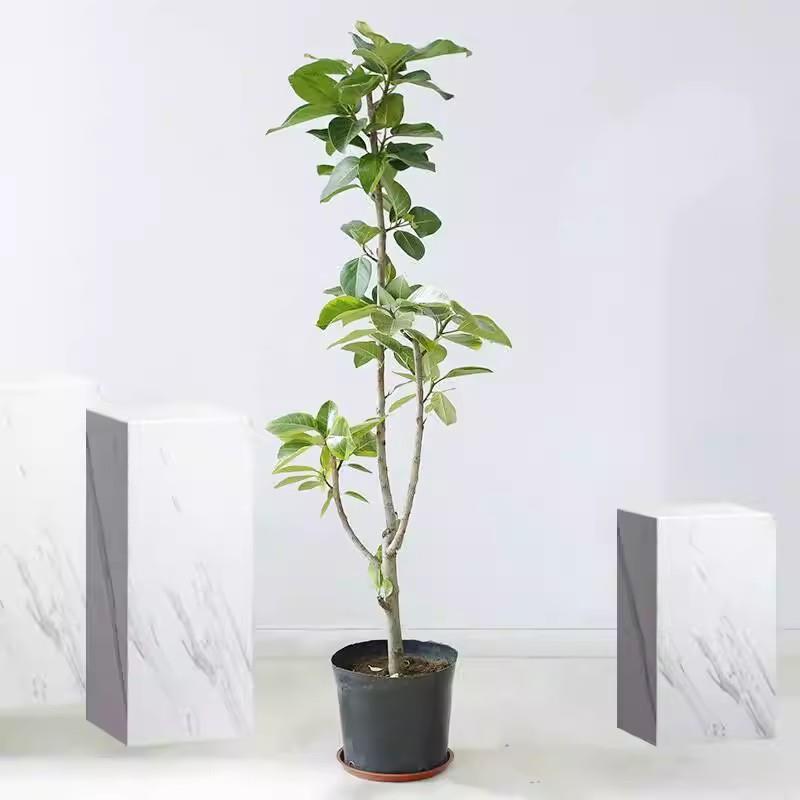 橡皮树黑金刚大型盆栽室内绿叶大叶绿植四季常青型植物净化空气