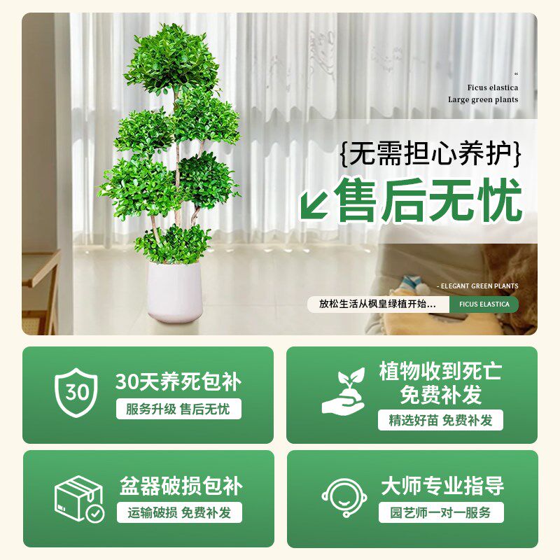 金钱榕客厅大花盆栽室内大型绿植金钱树摇钱树发财树四季榕树植物