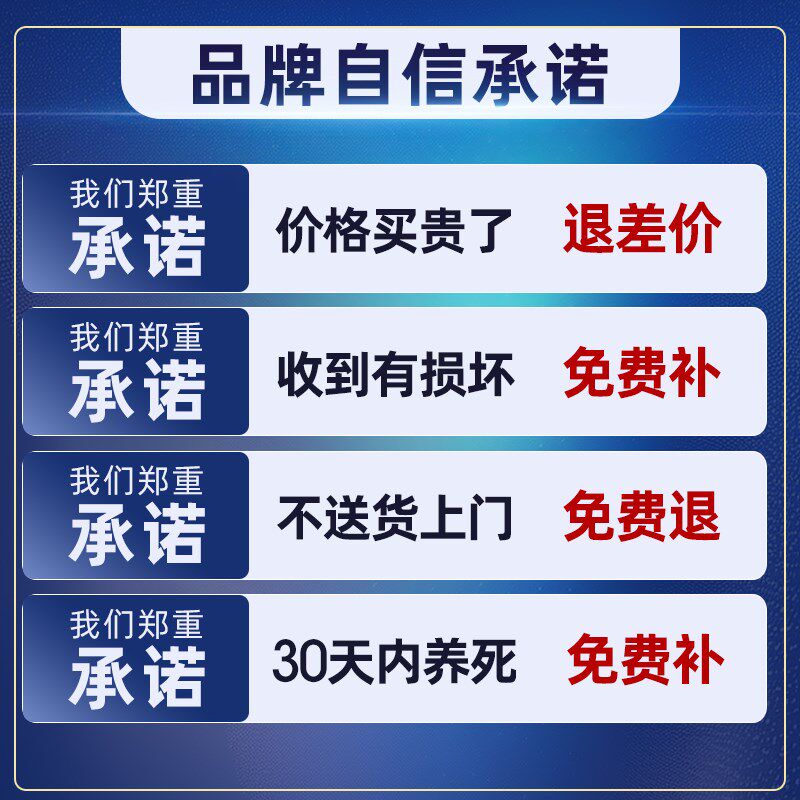 造型鸭脚木室内盆栽鸭掌木净化空气办公室客厅四季常青大型绿植物