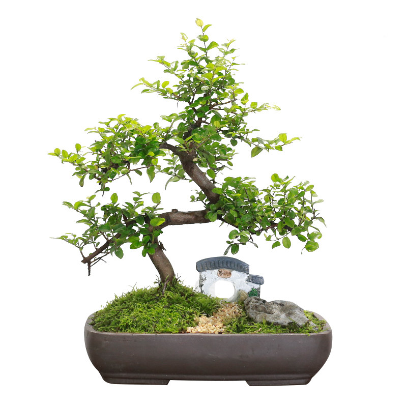 小叶雀梅盆景老桩造型植物庭院室内客厅办公室桌面绿植茶桌盆栽
