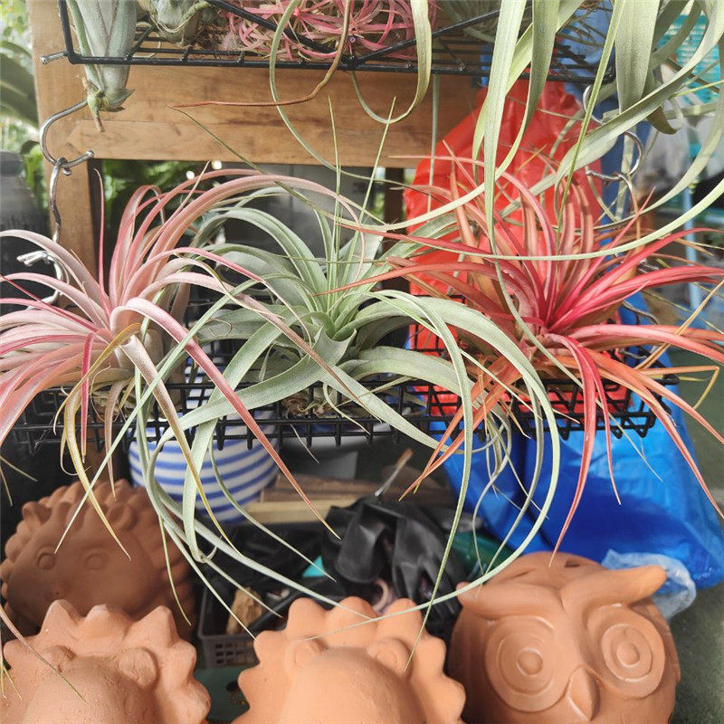 空气凤梨柳叶电卷粉霸苔玉姬凤梨花叶霹雳无土懒人垂吊植物吸甲醛