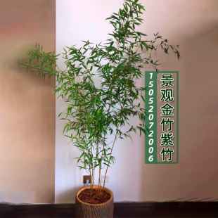 不剪头景观竹金竹绿竹紫竹观赏竹阳台竹子盆栽四季常青竹子苗庭院