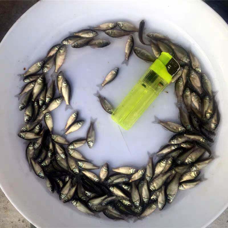 中科三号鲫鱼苗 中科五号鲫鱼苗 快大鲫鱼苗 杂交大白鲫 异育银鲫